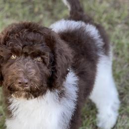Kiwi - Labradoodle puppy in Cleburne, Texas from Sugar Fig Kennel