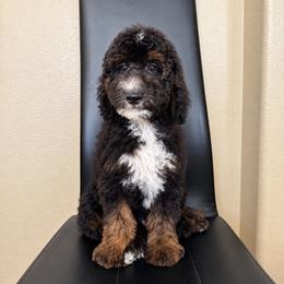 Bentley - Black male Sheepadoodle puppy in Los Angeles, California from Exquisite Doodles