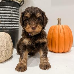 Rusty - Brown male Cavapoo puppy in Flagstaff, Arizona from Gunstock Doodles