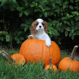 Cavalier King Charles Spaniel Puppies from Ohana Cavaliers