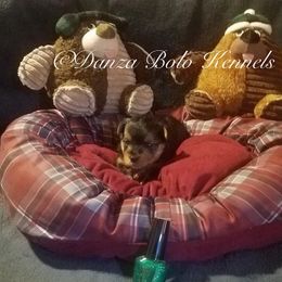 Yorkipoo and Yorkshire Terrier Puppies from Danza Bolo