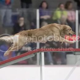 Golden Retrievers from Carrie Neyland Kennels