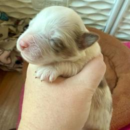 Scarlet - Red merle female Miniature Australian Shepherd puppy in Gatesville, Texas from Southern Promise Aussie’s