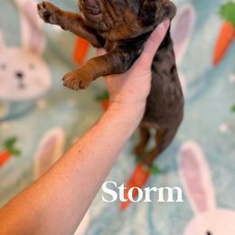 Goldendoodle Puppies from Bayshore Doodles