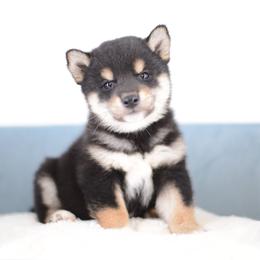 Miso Black and Tan Boy - Black and tan male Shiba Inu puppy in Neosho, Missouri from Sunny Terrace Shibas