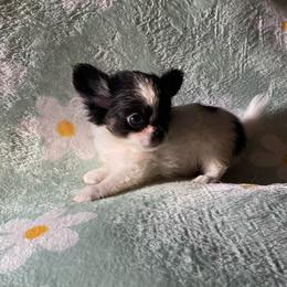 Miles - Black and white male Chihuahua puppy in Red Bluff, California from Aye Chihuahua