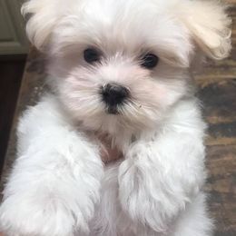 Cavapoochon, Maltese, Maltipoo, Morkie, Yorkipoo, and Yorkshire Terrier Puppies from MC Kennels