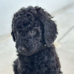 Aqua Girl - Black female Goldendoodle puppy in San Diego, California from Sensational Doodles