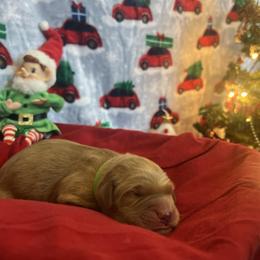 Pistachio - Golden male Golden Retriever puppy in Sandy, Oregon from Treasured K-9s