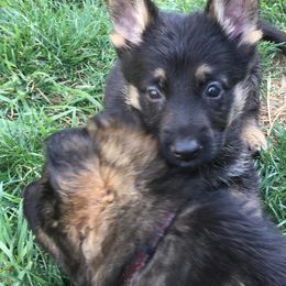 German Shepherd Puppies from Hacker Haus GSDs