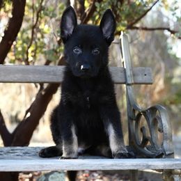 Odin - Bi-color male German Shepherd puppy in Coarsegold, California from Yosemite Shepherds