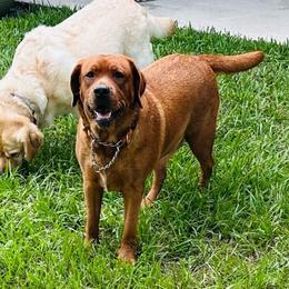 Canvas - Yellow female Labrador Retriever puppy in Kissimmee, Florida from SunState Labs