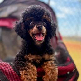 Patriot - Phantom male Poodle puppy in Ardmore, Oklahoma from The Poodles of Green Acres