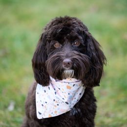 Willow - Australian Labradoodle