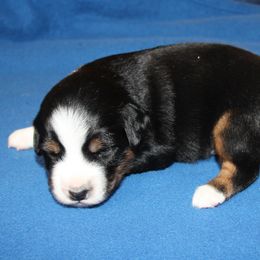 Kanan - Black tri male Miniature American Shepherd puppy in Hillsdale, Michigan from Faithwalk Aussies and Mini American Shepherds