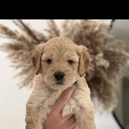 Goldendoodle Puppies from The Golden Honey