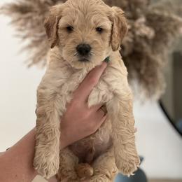 Goldendoodle Puppies from The Golden Honey
