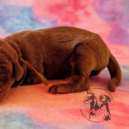 Male 4 - Brown Collar - Red and rust male Doberman Pinscher puppy in Spencer, Indiana from Jackson's Dobermans