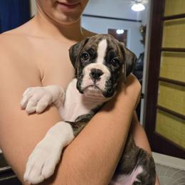 Boston Terrier and Boxer Puppies from Quinney’s Boxers and Boston Terriers