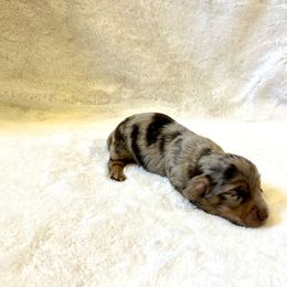 Bev - Dapple female Dachshund puppy in Stilwell, Oklahoma from Mountain Top Dachshunds