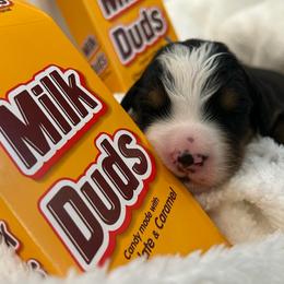 Milk Dud - Tri-color male Bernese Mountain Dog puppy in Gardner, Kansas from Faith and Family Farm