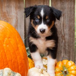 Aussiedoodles and Miniature Australian Shepherds from Blue Rain Aussies