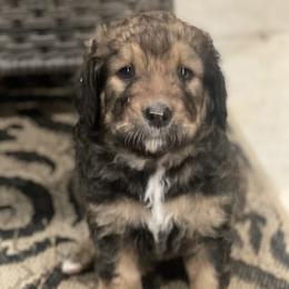 Bernedoodle Puppies from G&G’s Bernedoodles