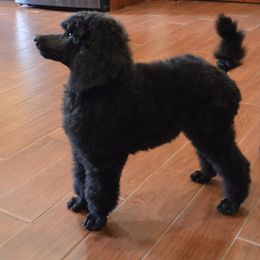 Poodle Puppies from D and D Standard Poodles