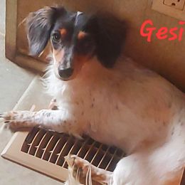 Gesi - Dachshund