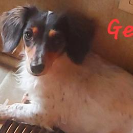 Gesi - Dachshund