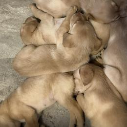 Labrador Retriever Puppies from Valley Creek Dog Boarding and Training