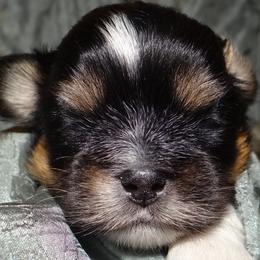 AKC Sashi - Lhasa Apso puppy from GyanGanj Lhasa Apso
