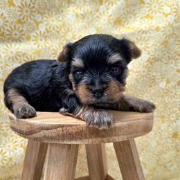 Teddy - Blue and gold male Yorkshire Terrier puppy in Monticello, Iowa from Ashley’s Puppies