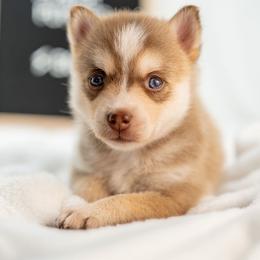 Peach Pie - Red and white male Pomsky puppy in Spring City, Pennsylvania from Pomsky Power Puppies