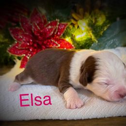 Elsa - Red tri female Miniature Australian Shepherd puppy in Idalou, Texas from Lonesome Pine Mini Aussies