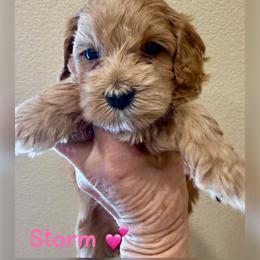 Bucky - Apricot male Australian Labradoodle puppy in Sacramento, California from Delta Breeze Labradoodles