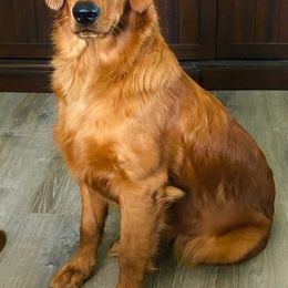 Golden Retriever Puppies from Bella Mia Goldens