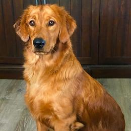Golden Retriever Puppies from Bella Mia Goldens