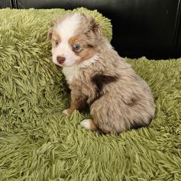 Buddy - Red tri male Toy Australian Shepherd puppy in Pickens, South Carolina from Reflections of Star Crest Kennel