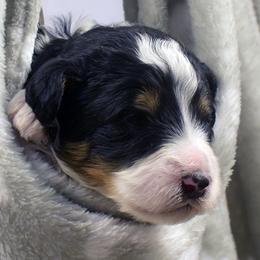 Grey Collar Boy - Tri-color male Bernedoodle puppy in Ogden, Utah from Salty Point Doodles