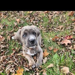 Cane Corso Puppies from Hillside corsos