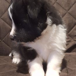 Shetland Sheepdog Puppies from Country Acres Shetland Sheepdogs