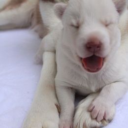 Marilyn - White Siberian Husky puppy in Warwick, Rhode Island from Young Orchard Siberians