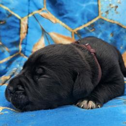 Pink Collar aka Alt Cunningham - Black female Cane Corso puppy in Houston, Texas from Zenith Cane Corso