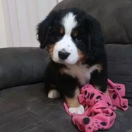 Bernese Mountain Dog Puppies from Emerald Acres Bernese