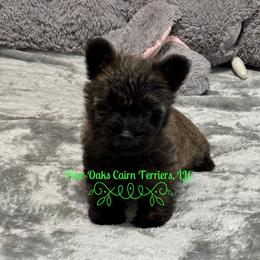 Wizard - Silver brindle male Cairn Terrier puppy in Andalusia, Alabama from Pine-Oaks Cairn Terriers, LLC