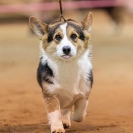 Miniature American Shepherds, Miniature Australian Shepherds, Pembroke Welsh Corgis, and Toy Australian Shepherds from Texas Bluebonnet Herders