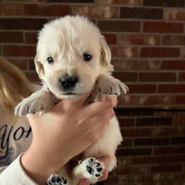 Hopper (Red) - Light golden male Golden Retriever puppy in Jacksonville, Florida from River City Golden Retrievers