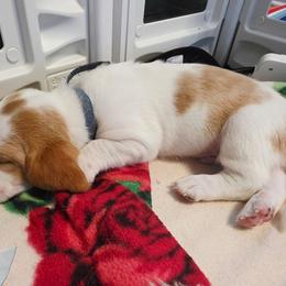Mongo - Red and white male Basset Hound puppy in Bellaire, Ohio from Blessed Bassets