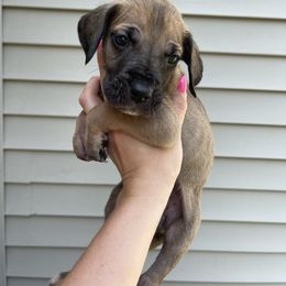 Light Pink Collar - Fawn female Great Dane puppy in Kimball, Michigan from Starlight Danes